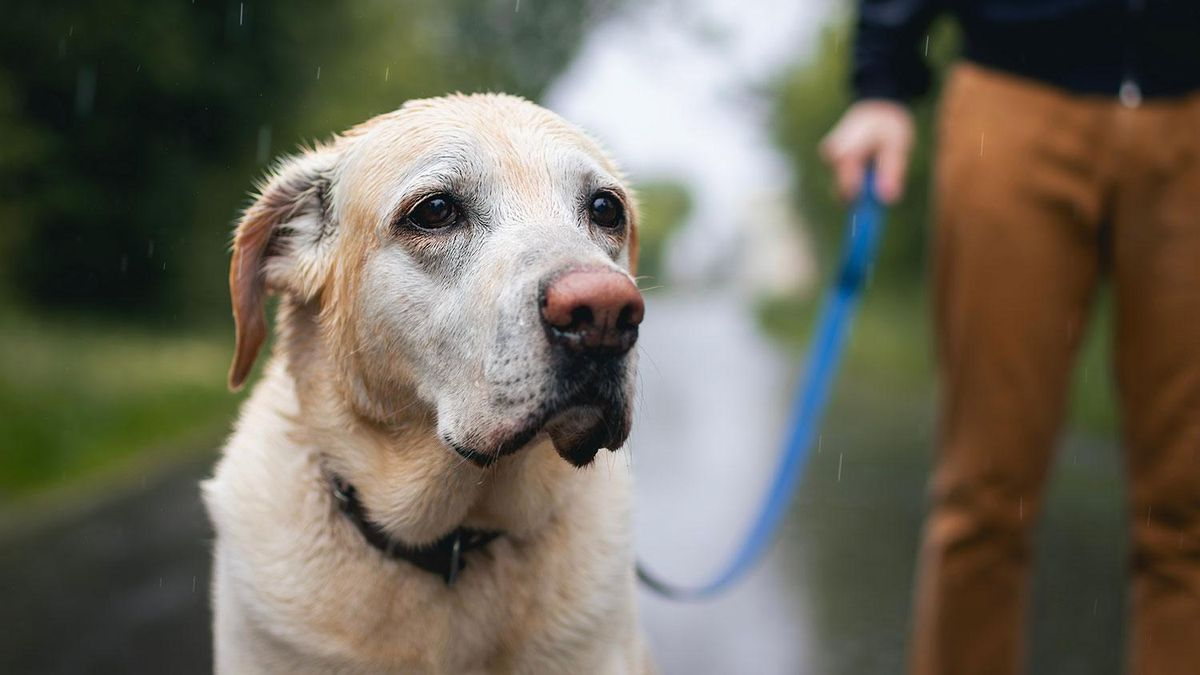 Multa para quienes no cuidan adecuadamente a sus mascotas en Mexicali