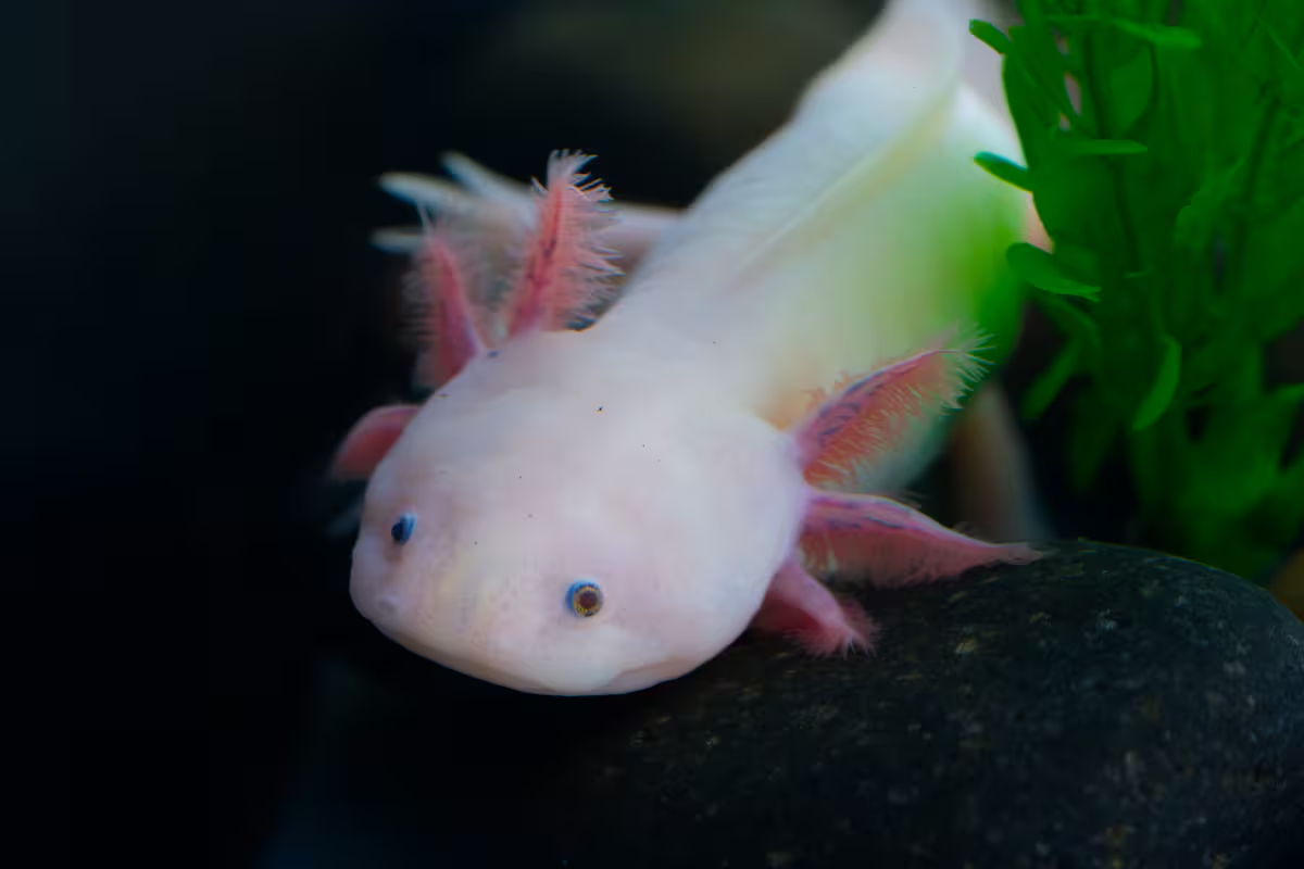 Ajolotes mexicanos protagonizan nueva exhibición de conservación en SeaWorld