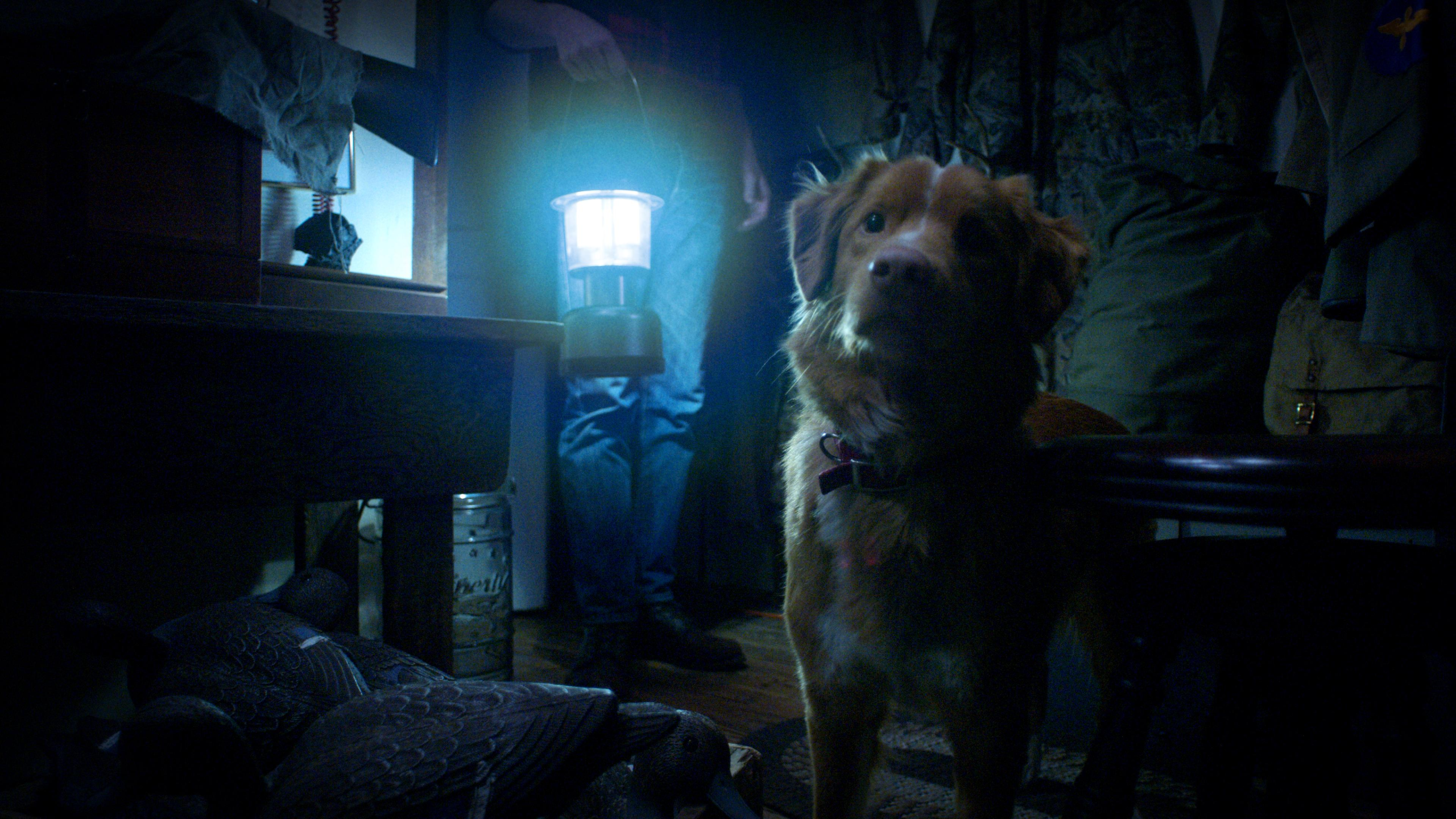 “Good Boy”: la película de terror que te hace vivir el miedo desde los ojos de un perro