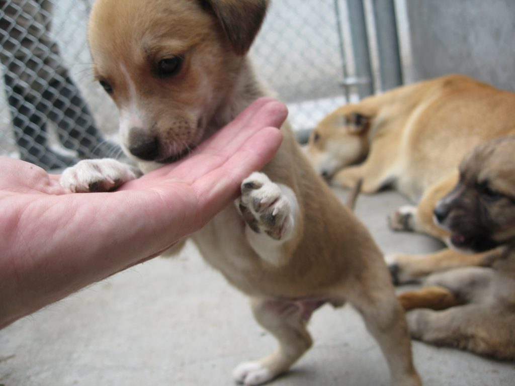 Senado propone declarar el “Día Nacional de la Adopción Responsable de Animales de Compañía”