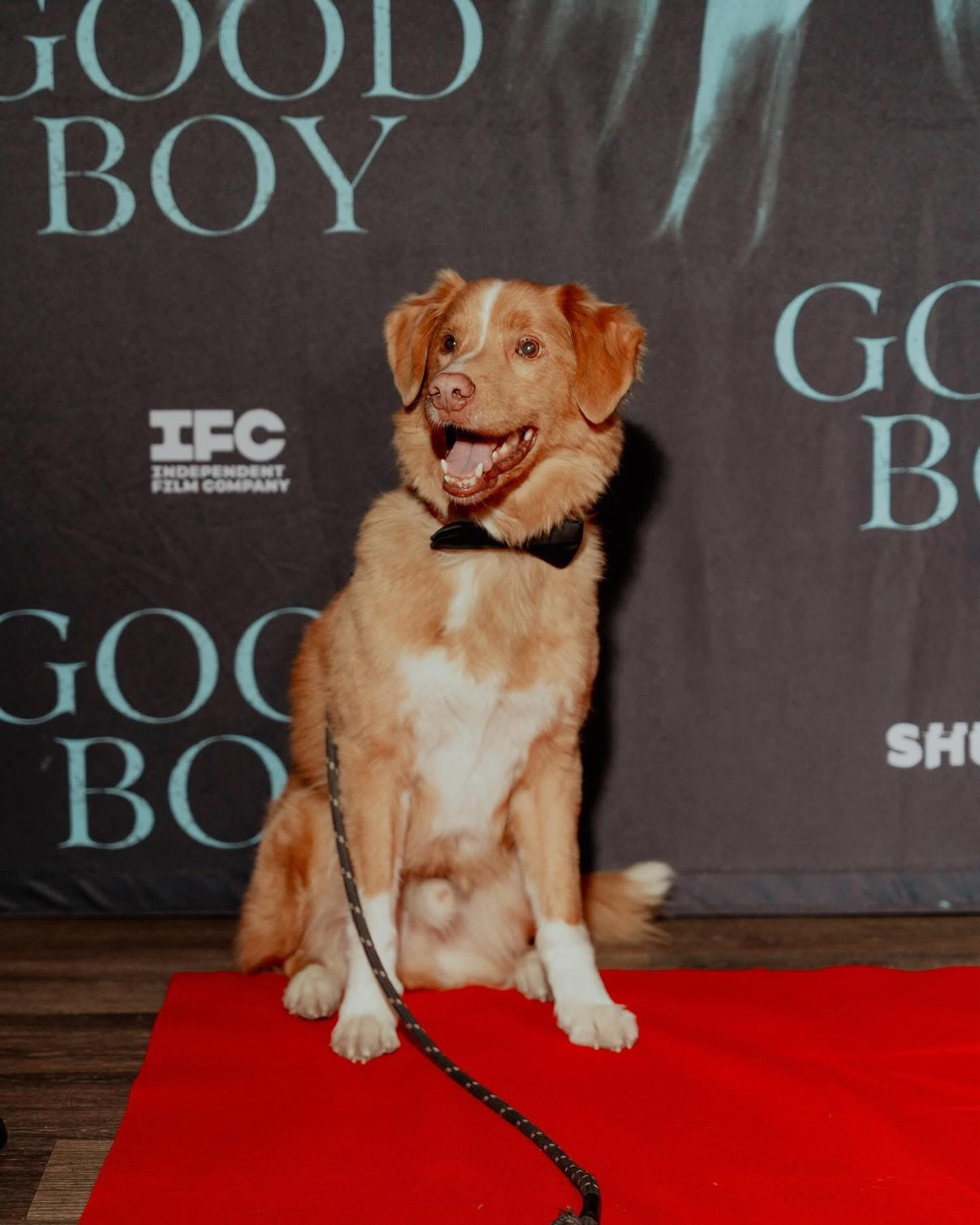Indy, el perro protagonista de “Good Boy”, nominado a Mejor Interpretación