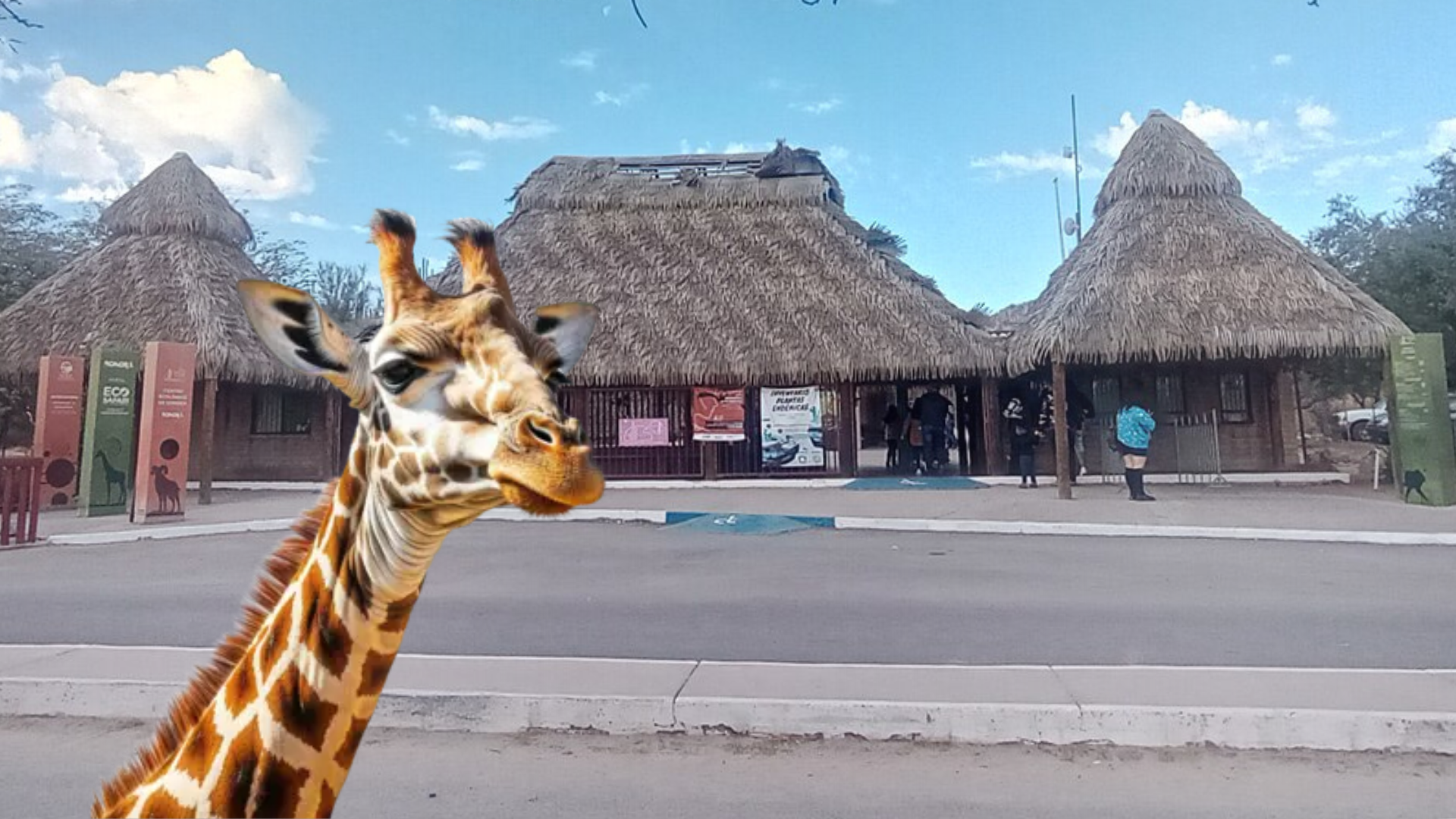 Centro Ecológico de Sonora recibe nueva jirafa procedente de Chapultepec