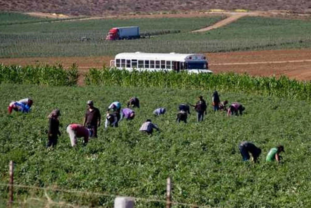 Secretaría del Trabajo: Trabajo infantil ya no existe en San Quintín