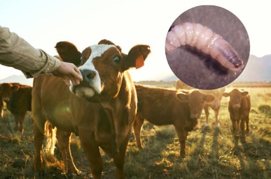 Gusano barrenador avanza hasta Monterrey