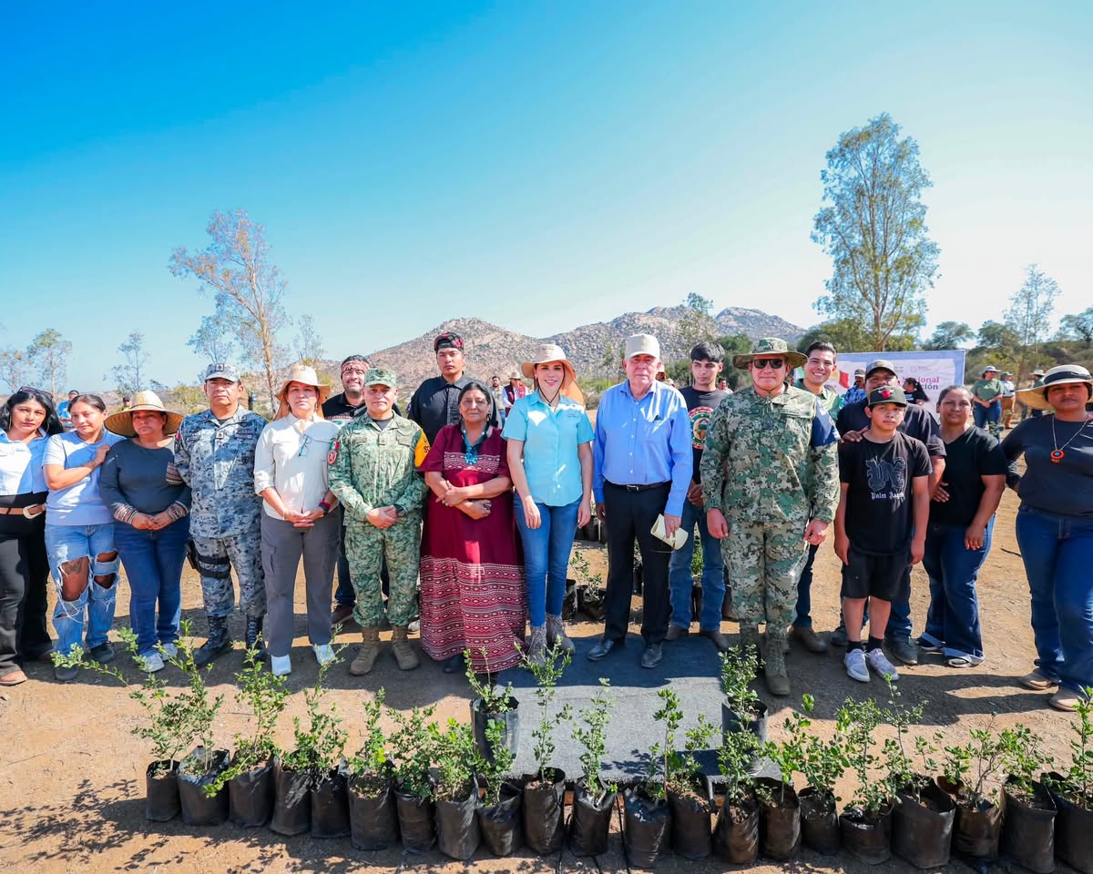Baja California se suma a jornada nacional con la plantación de más de 35 mil especies